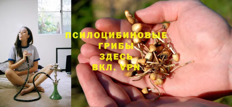 Псилоцибиновые грибы Psilocybe  где можно купить наркотик  Зеленокумск 